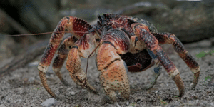 Coconut Crab