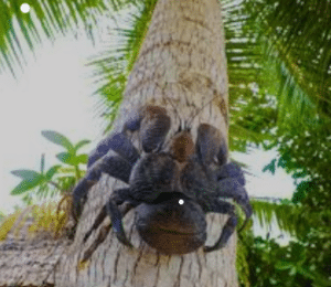 Coconut Crab