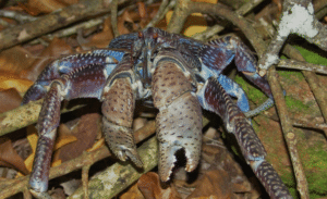 Coconut Crab